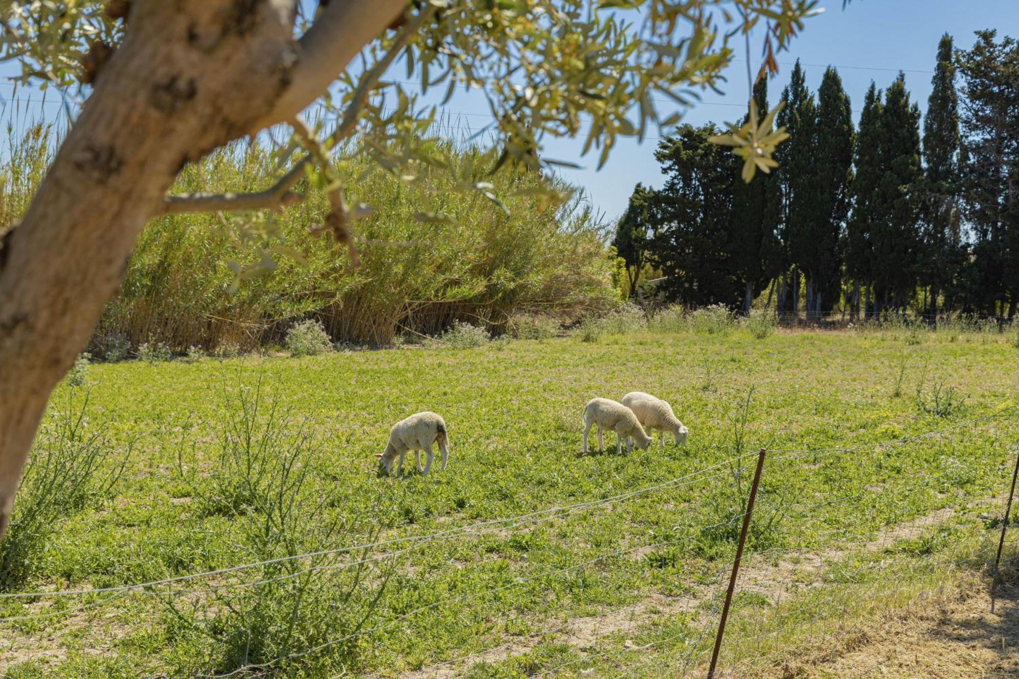 Gosp / Sa Caseta D'en Mateu Alcudia (Mallorca)